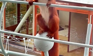 Red Squirrel Dances On Balcony