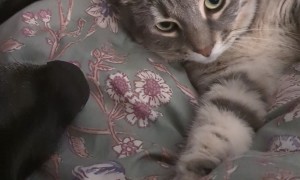 Cat Thinks Dog's Breath Stinks