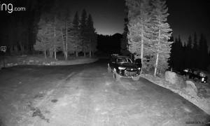 Bear Tries Out An SUV