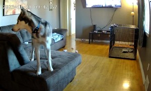 Husky Rips Couch Apart