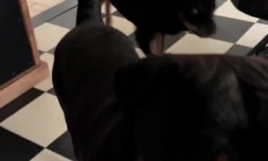 All dog owners will appreciate this clip