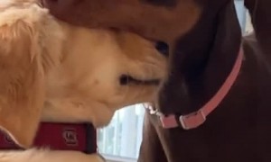 Pup shows love to other dog by adorably nibbling his face 