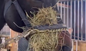 When You DIY a Way to Entertain Your Impatient Horse