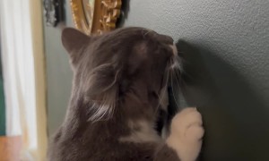 When Your Cat Was a Carpenter in a Past Life