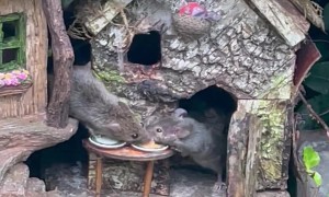 Mouse Family Explores Tiny Garden Village