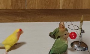 Birds Play Basketball