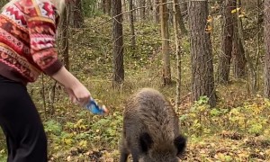Boar Demands Treats