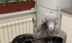 Sneaky parrot has fun 'bullying' cat 