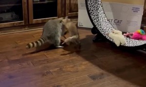 Racoon Gives Piggyback Ride To Fox Kit