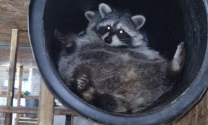 We Have Found the Source of the Clog