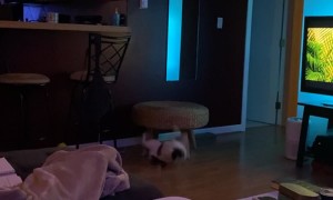 Cat Too Clumsy For Fetch