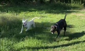 Puppies Under The Deck