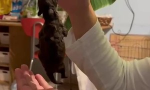 Strong Puppy Suckles On Finger