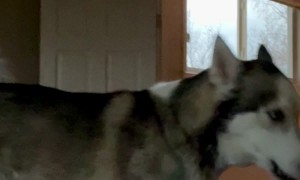 Husky Enforces Strict No Working Rule