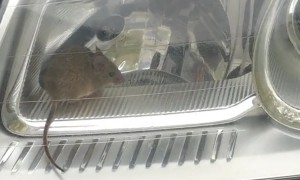 Rodent In Headlights