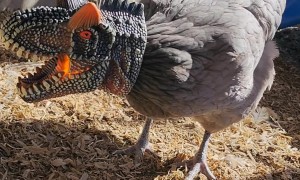 Dinosaur Head Chicken Feeder