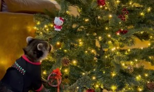 Raccoon Helps Decorate Christmas Tree