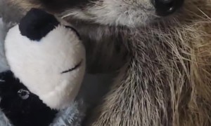Rescued Raccoon Cuddles Toy