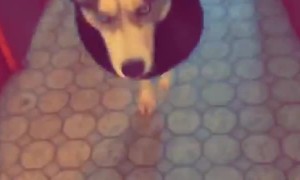 Husky Nonchalantly Wears Trash Can Collar