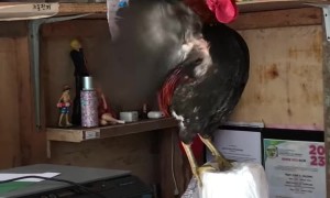 Unbalanced Rooster Cannot Keep Upright
