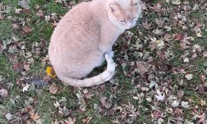 Bilingual Cat Meows Hello