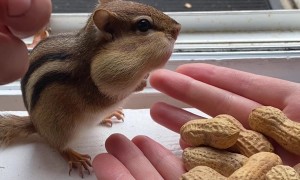 Chipmunk Fed A Feast