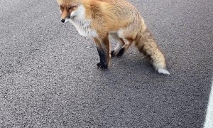 Curious Fox Meets Friendly Biker