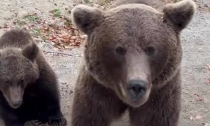Beggar Bears On Romania's Transfagarasan Highway