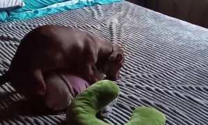 Dachshund Caught Humping Toy