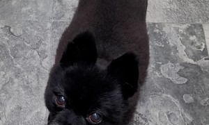 Unexpected 5 AM Guests