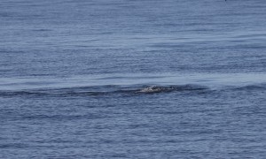 Sea Lion Dispatches Blue Shark