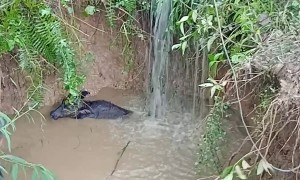 Buffalo Calf Rescued From Flooding Hole