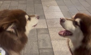 Malamutes Sing Along With Passing Ambulance