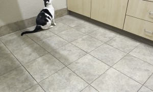 Wet Paws Keep Corpulent Cat Grounded