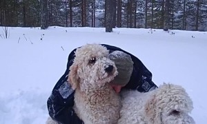 Double Doodle Snow Pile