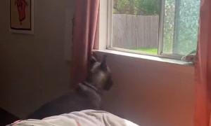 Mr. Pickle Exits Stage Right