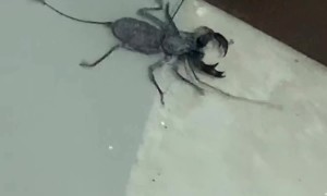 Extremely Creepy Crawly In The House