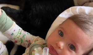 Cat Gets A Whiff of Baby's Blow Out