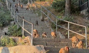 Too Many Hungry Monkey vs One Box of Bananas