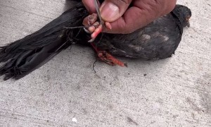 Rescuing A Pigeon Tangled Up With String