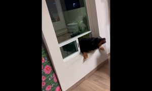 Persistent Pupper Barely Manages To Squeeze Through Window