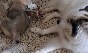Chihuahua Puppy Tries to Play With Huskies