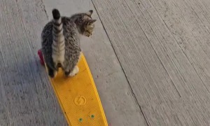 She Was A Skater Cat, She Said See You Later Cat