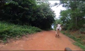 Mountain Biker Has Run-In With Cattle
