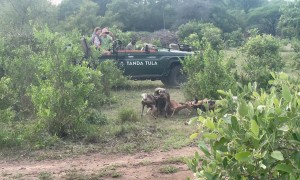 African Wild Dogs Feast on Impala Carcass