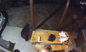 Black Bears Pay Guests a Visit at Cabin in Gatlinburg