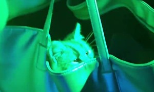 Cat Stashed in Purse at the Club