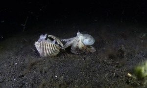 Octopuses Battle Over Shell