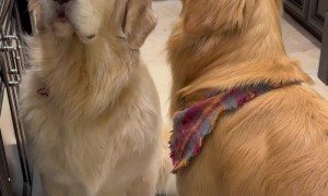 Who Doesn’t Love a Drumstick?