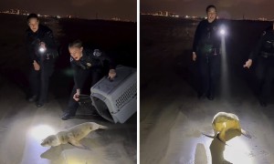 Thanksgiving rescue: Baby sea lion saved from highway